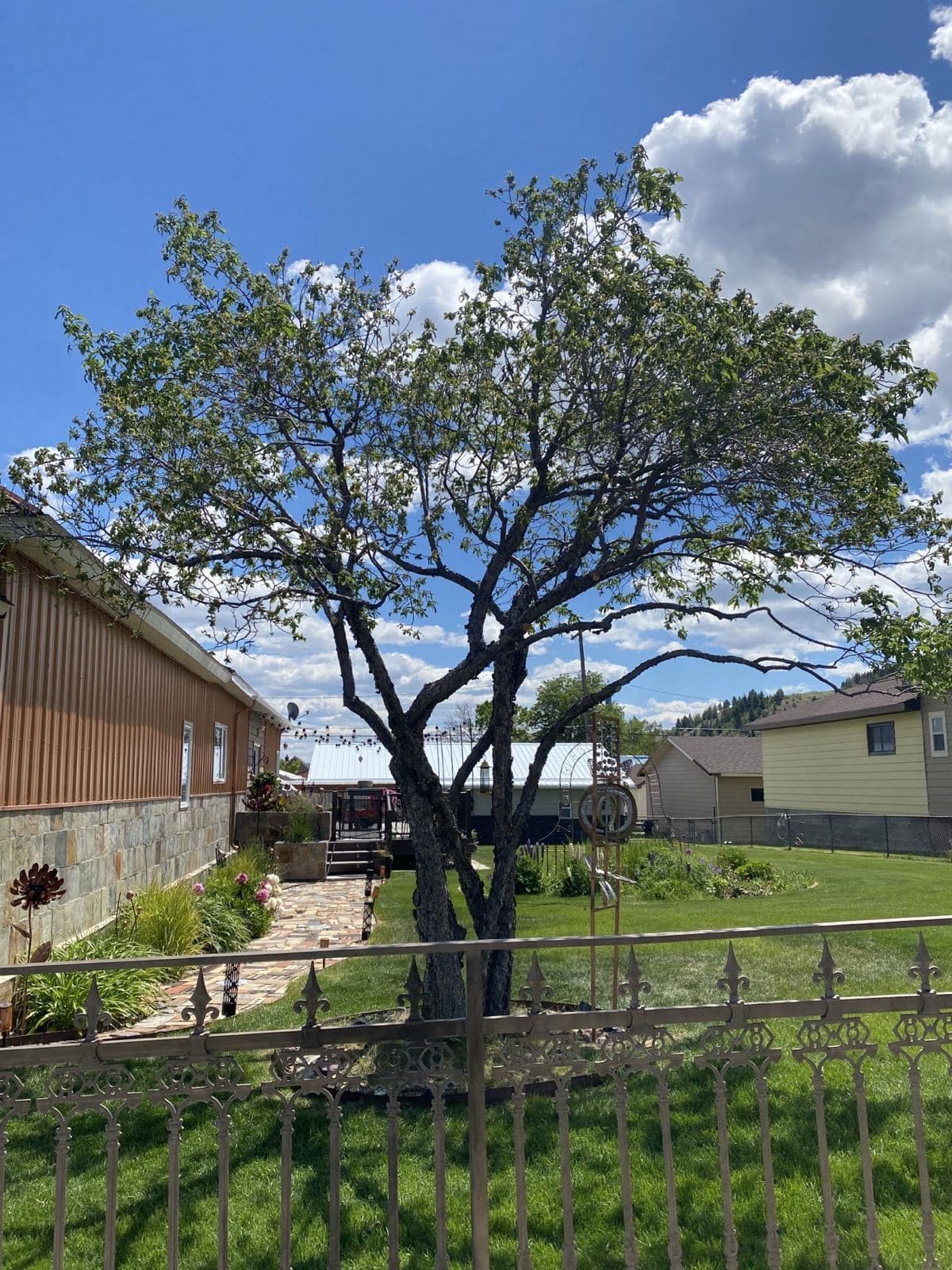 Overgrown Plum Tree Trim after