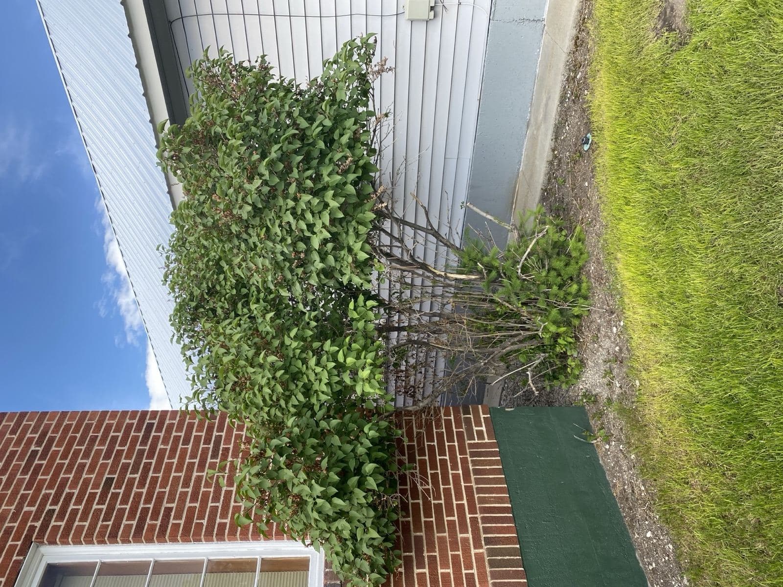 New Life Pentecostal Church lilacs before donated pruning