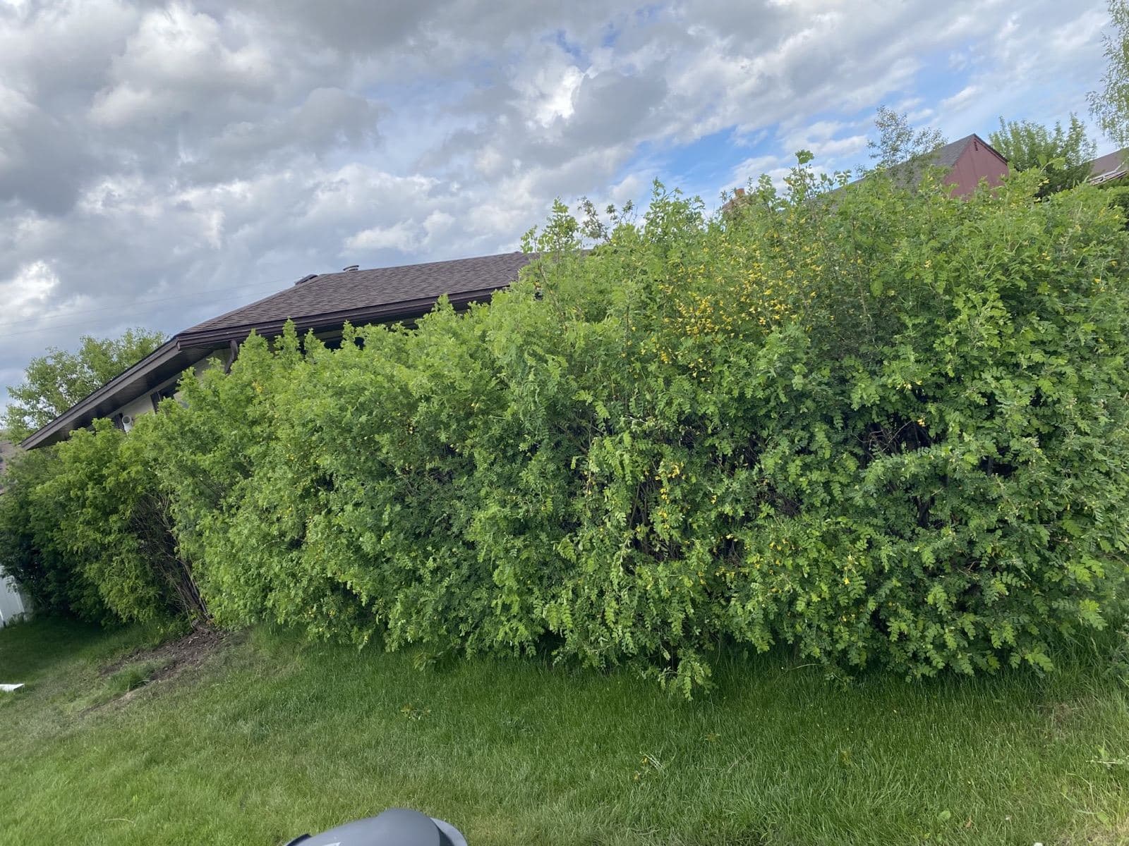 Bush Shaping before