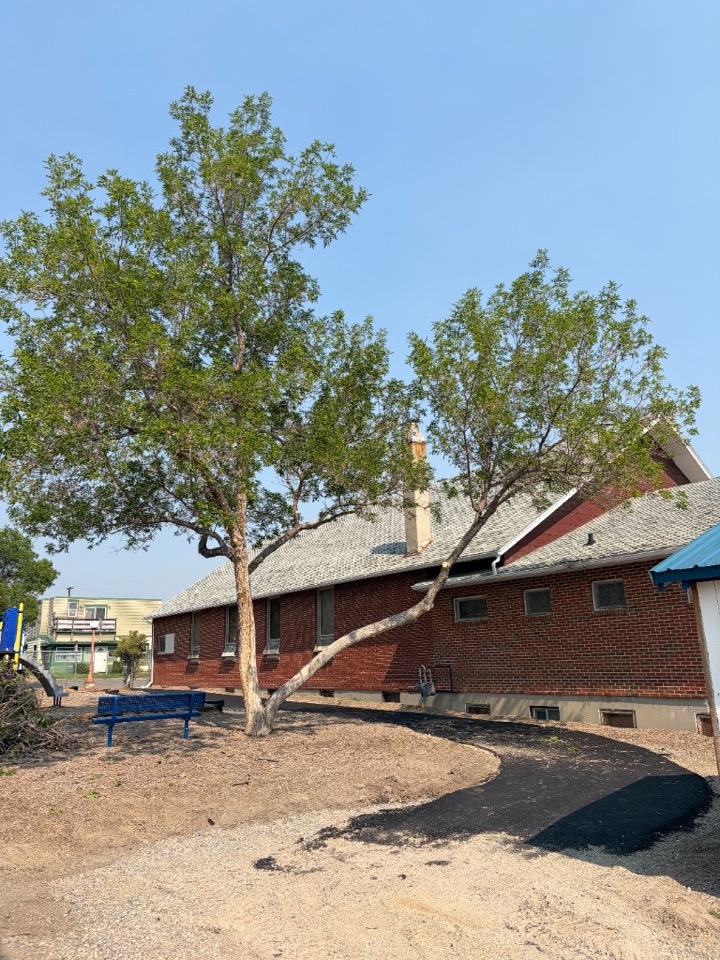 Lincoln Elementary playground after donated tree work
