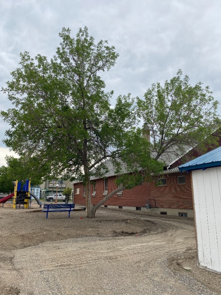 Lincoln Elementary playground before donated tree work